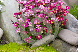 Red spring flowers of saxifraga Ãâ arendsii blooming in rock garden, close up